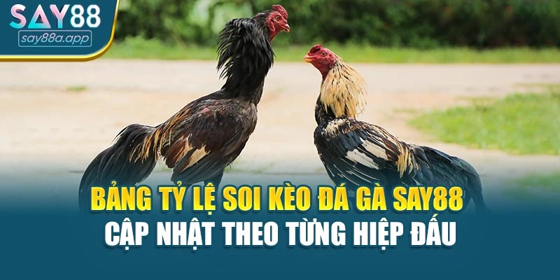 Bảng tỷ lệ soi kèo đá gà SAY88 cập nhật theo từng hiệp đấu