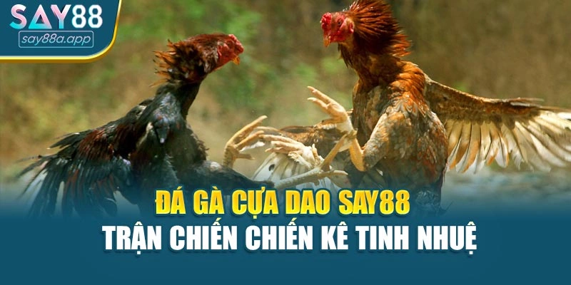 Đá Gà Cựa Dao Say88 – Trận Chiến Chiến Kê Tinh Nhuệ